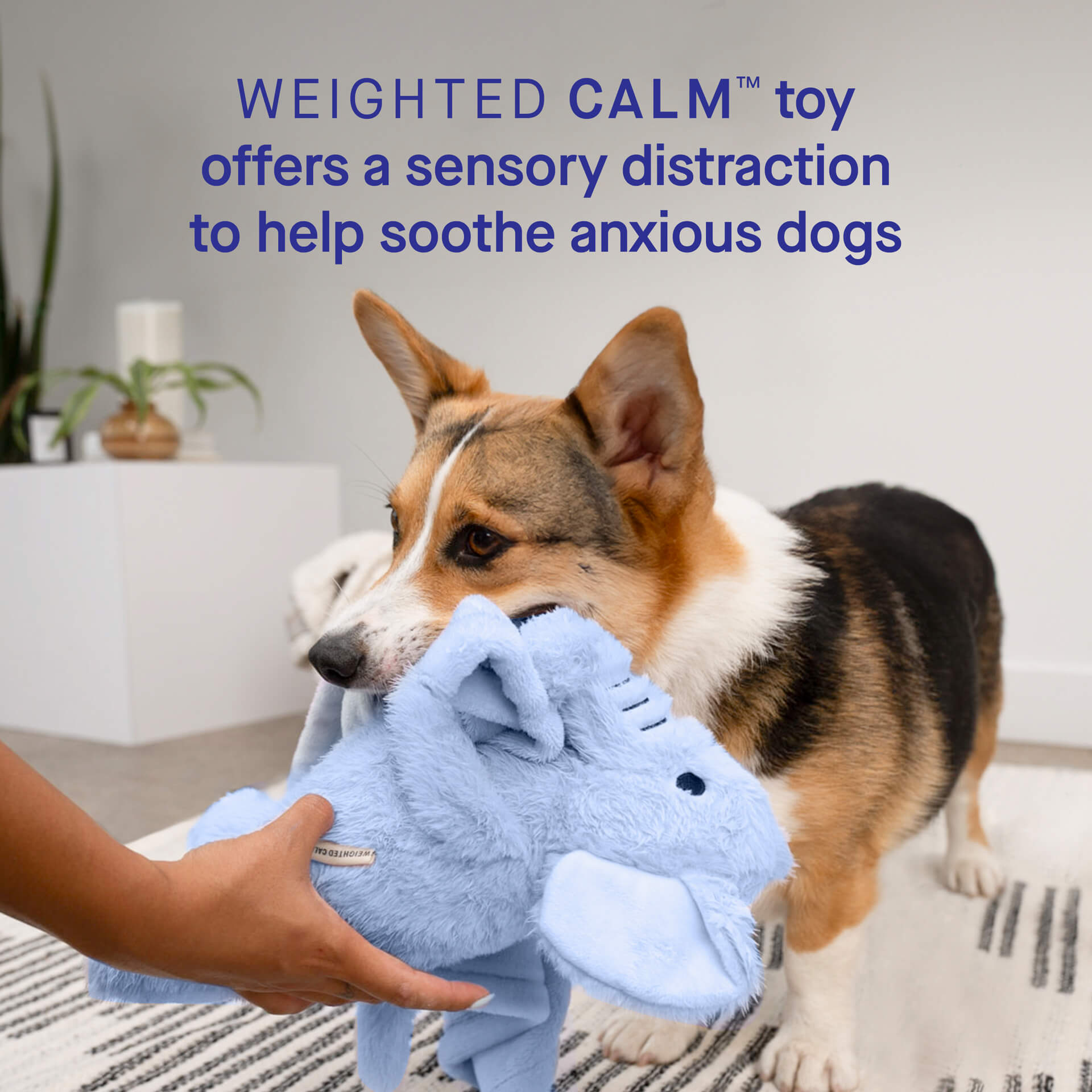 Weighted Calming Toy - 6O5A