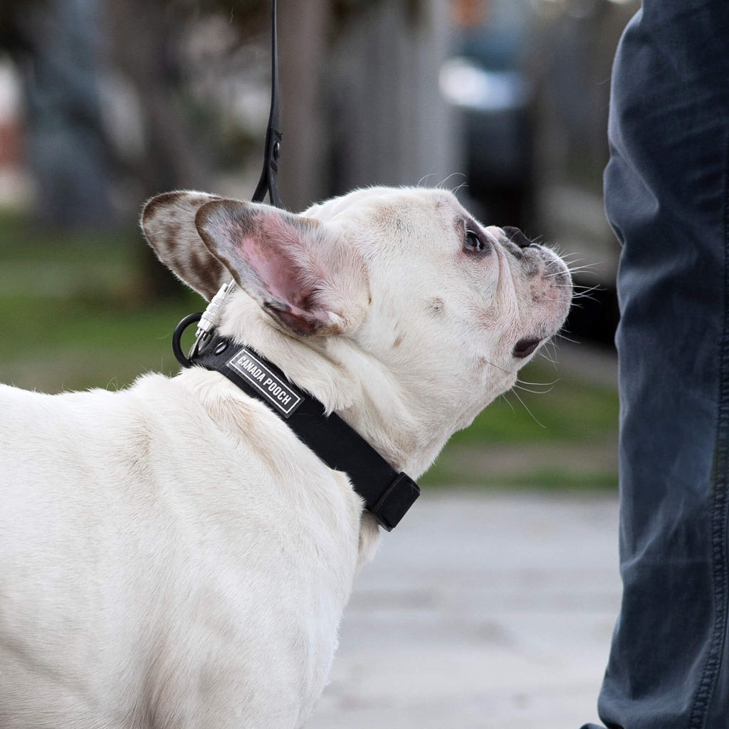 Waterproof Collar - 074P