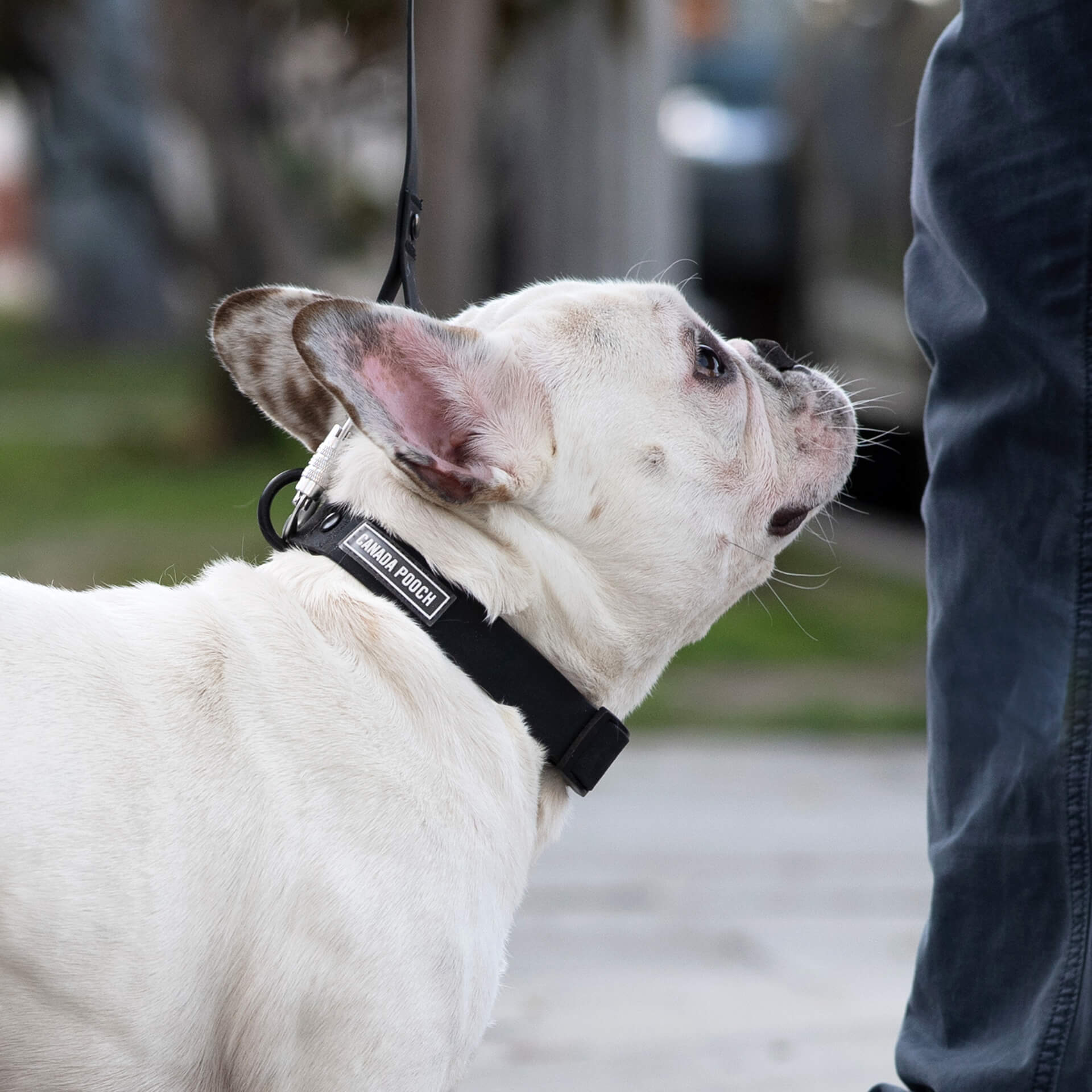Waterproof Collar - 074P