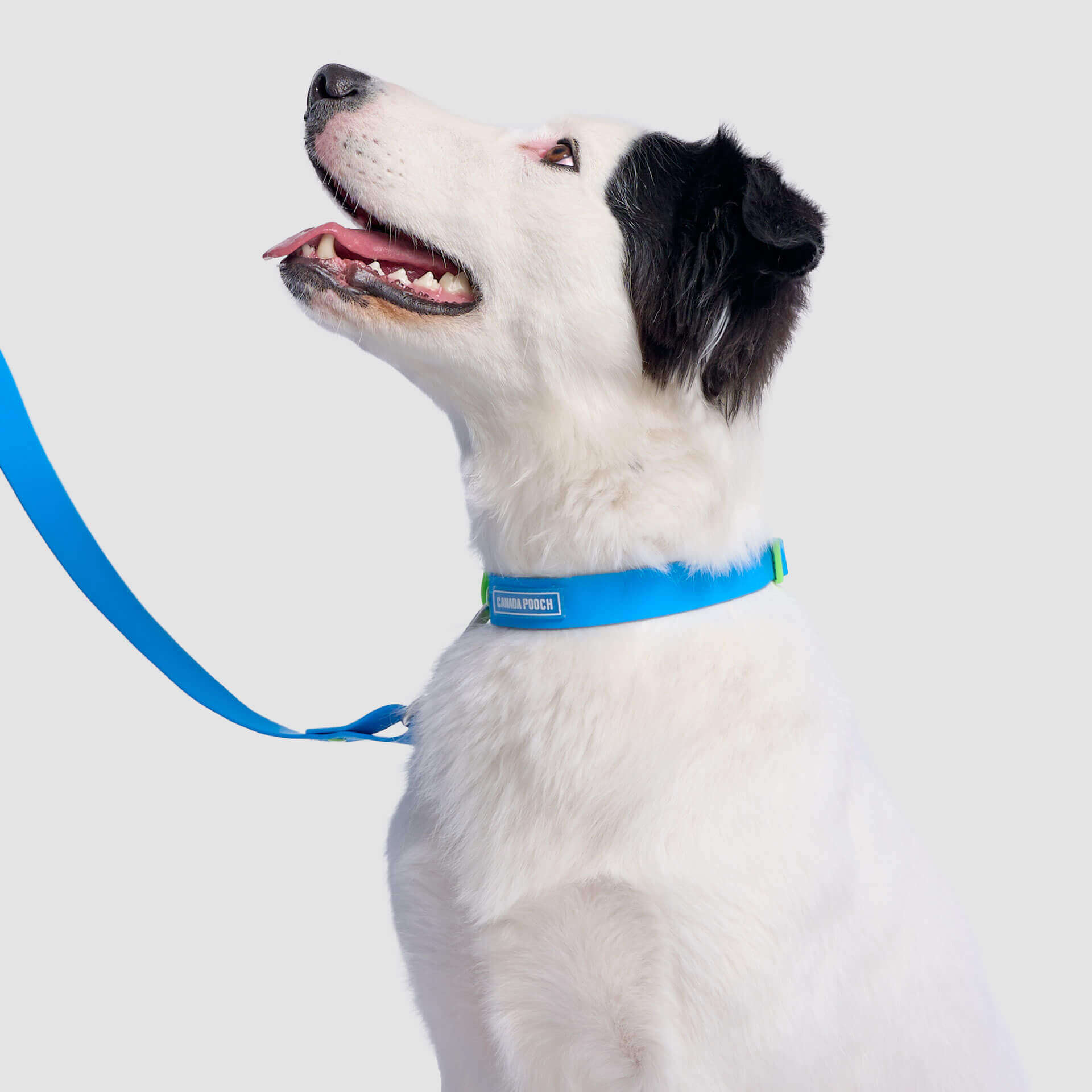 Waterproof Collar - 074P