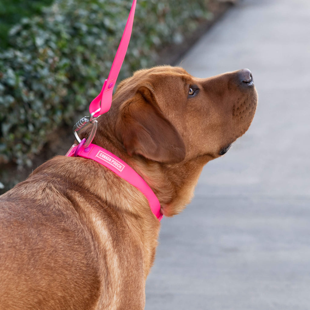 Waterproof Leash - D5IX