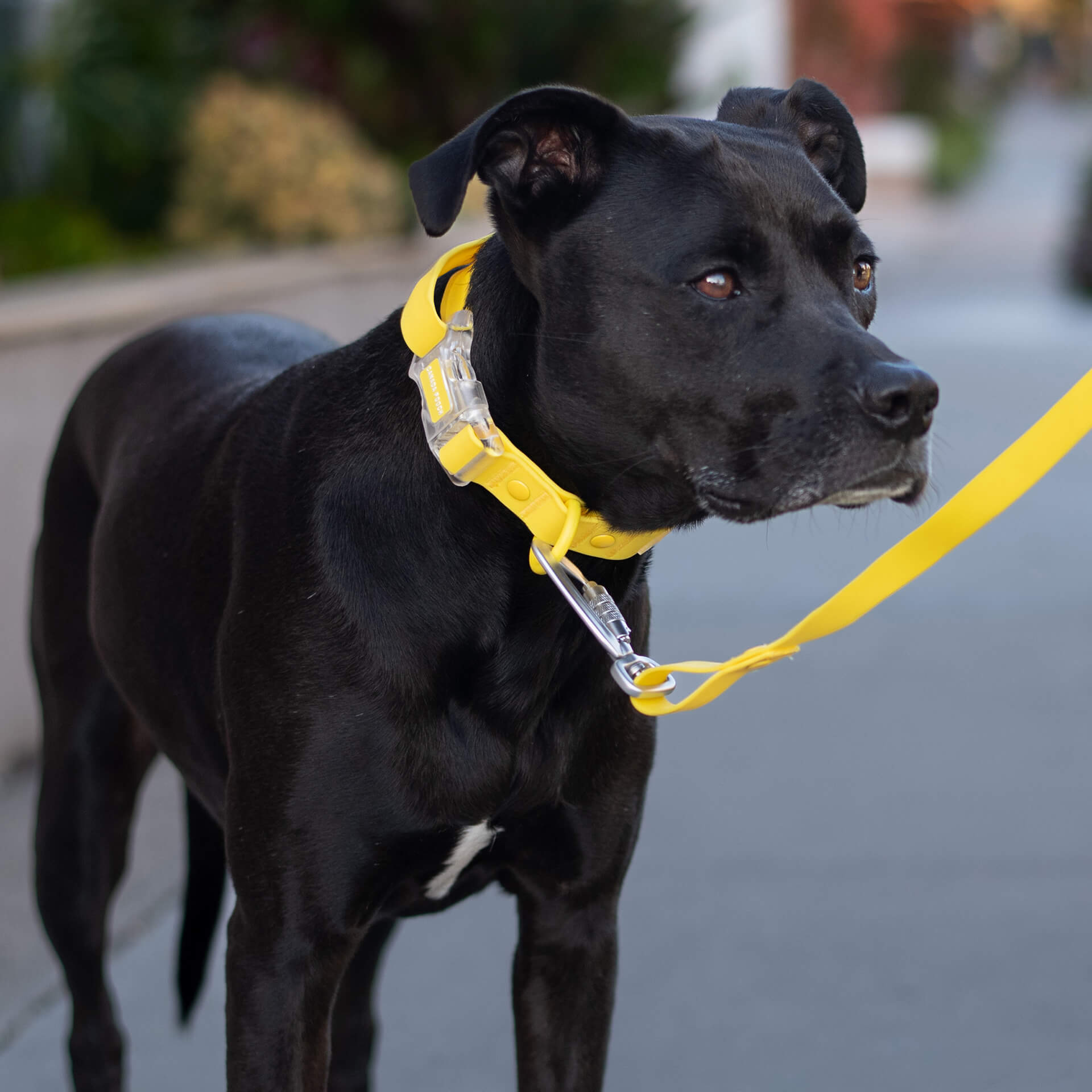 Waterproof Collar - 074P