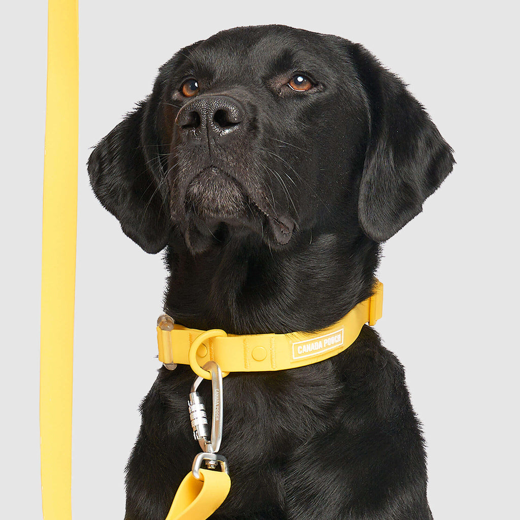 Waterproof Collar - 074P