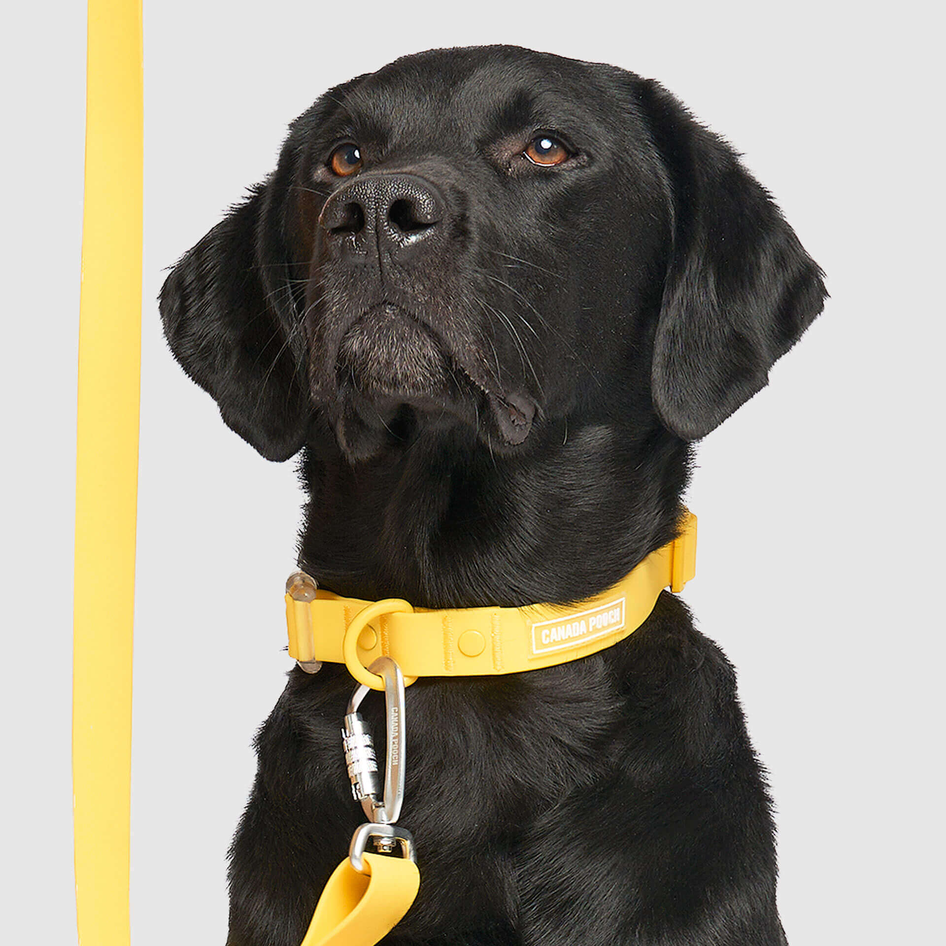 Waterproof Collar - 074P