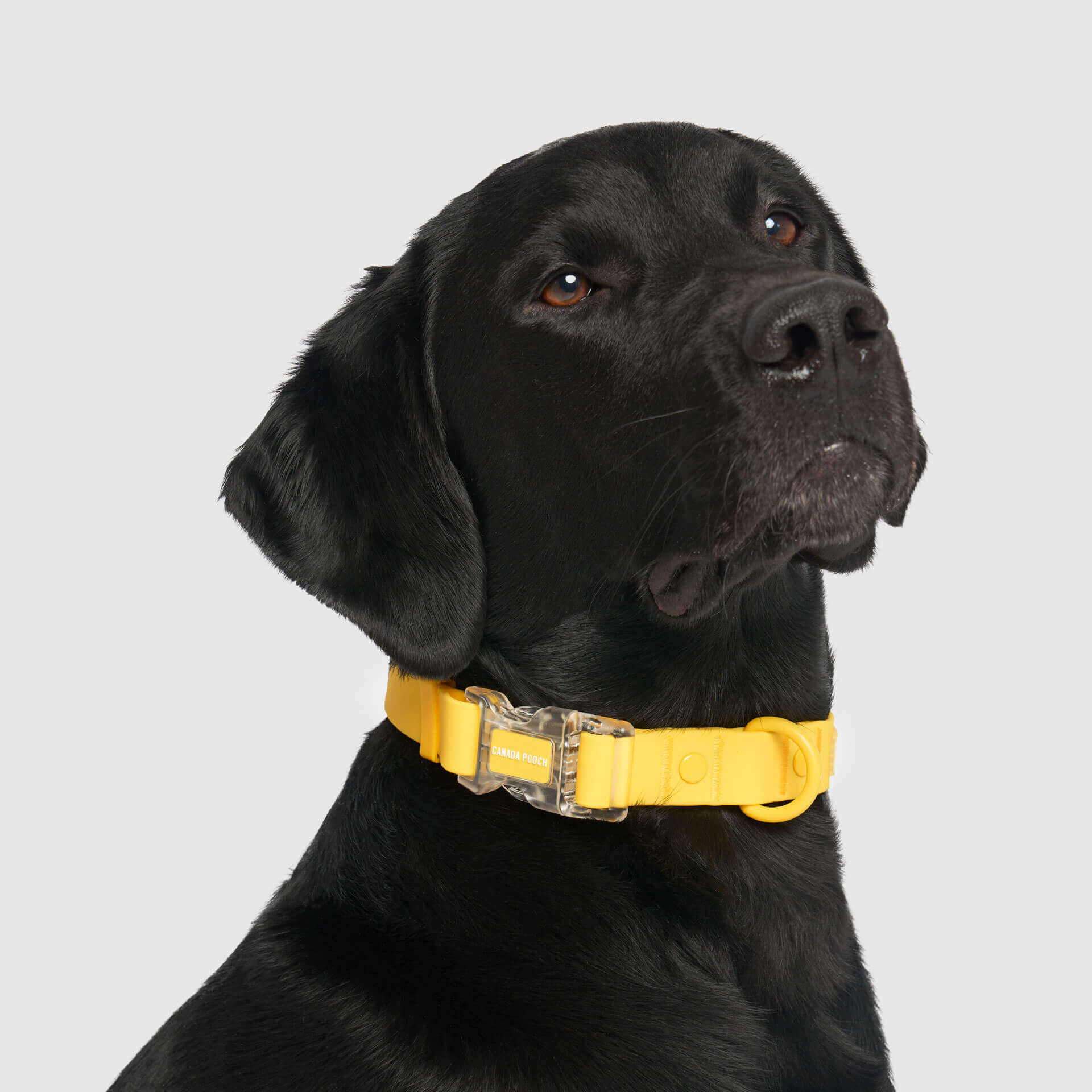 Waterproof Collar - 074P
