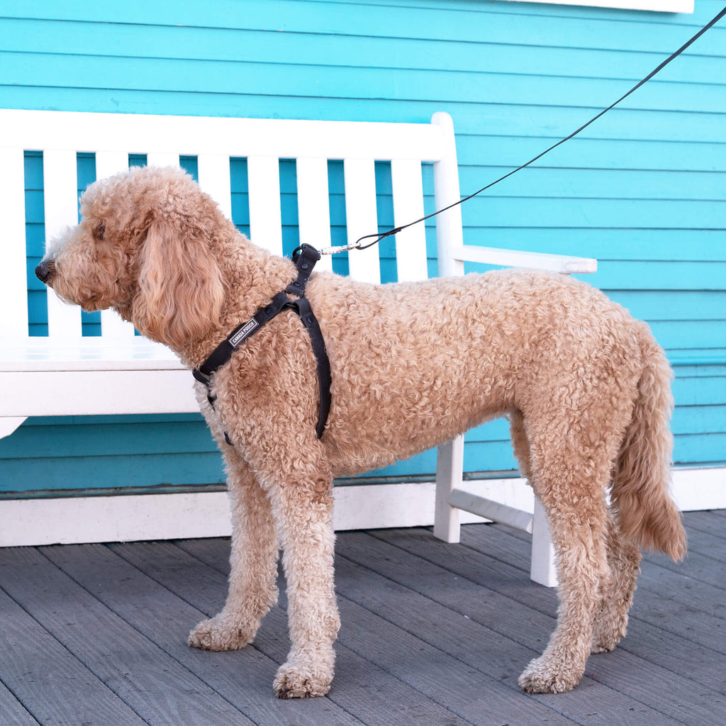 Waterproof Leash - D5IX