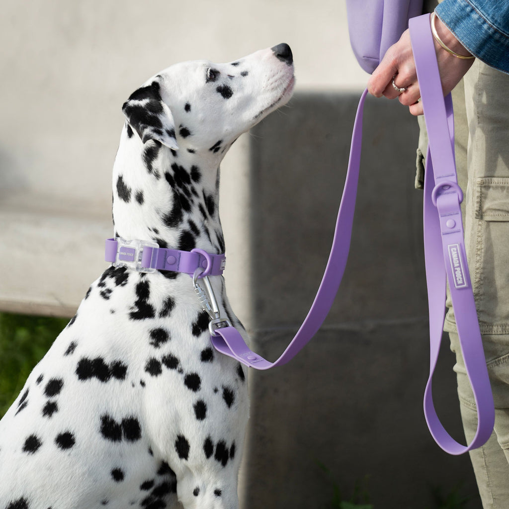 Waterproof Leash - D5IX